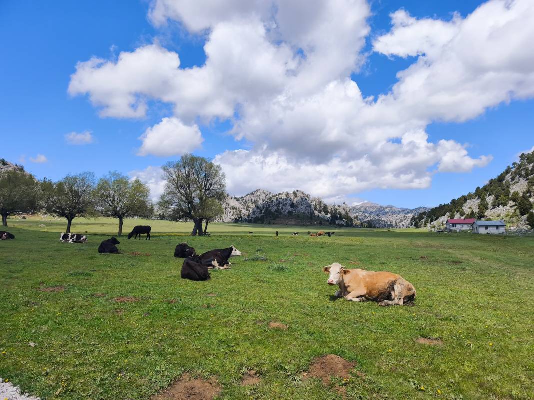 Konya’nın ünlü yaylasında baharın renkli yüzü çıktı 4
